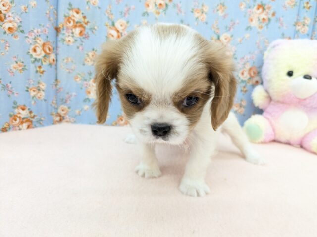 わんぱく怪獣がやってきた🔥 キャバリアの男のコ 2025/11/25撮影 キャバリア・キングチャールズ・スパニエル