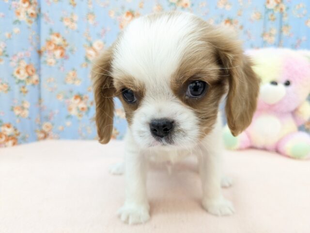 わんぱく怪獣がやってきた🔥 キャバリアの男のコ 2025/11/25撮影 キャバリア・キングチャールズ・スパニエル