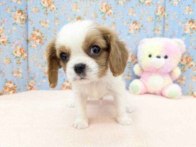 わんぱく怪獣がやってきた🔥 キャバリアの男のコ 2025/11/25撮影 キャバリア・キングチャールズ・スパニエル