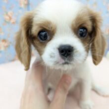 わんぱく怪獣がやってきた🔥　キャバリアの男のコ　2025/11/25撮影