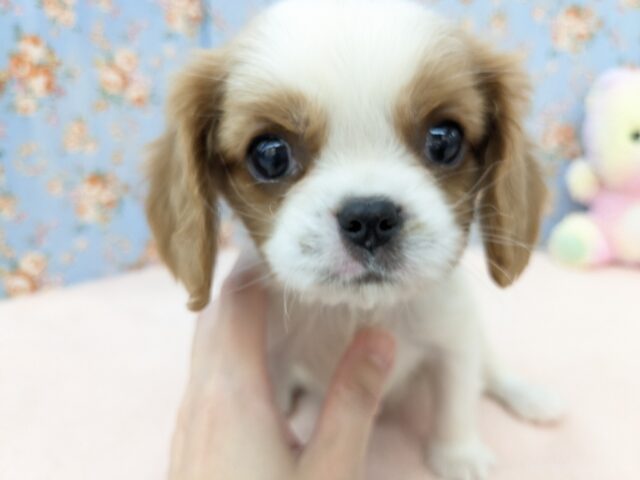 わんぱく怪獣がやってきた🔥 キャバリアの男のコ 2025/11/25撮影 わんぱく怪獣がやってきた🔥 キャバリアの男のコ 2025/11/25撮影