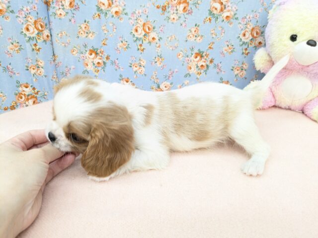 わんぱく怪獣がやってきた🔥 キャバリアの男のコ 2025/11/25撮影 キャバリア・キングチャールズ・スパニエル