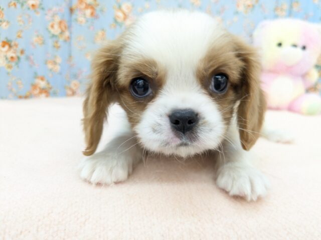 わんぱく怪獣がやってきた🔥 キャバリアの男のコ 2025/11/25撮影 キャバリア・キングチャールズ・スパニエル