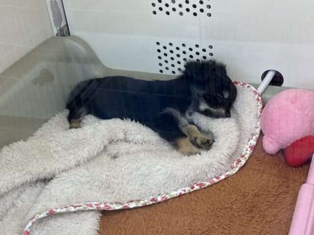 人が大好きなチワワの女のコきました〜✨ チワワ