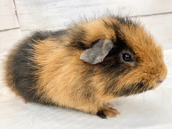 テディモルモット