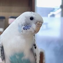 【☆最新画像更新☆】クッキークリームカラー⁉⁉⁉　セキセイインコ（白ハルクイン）