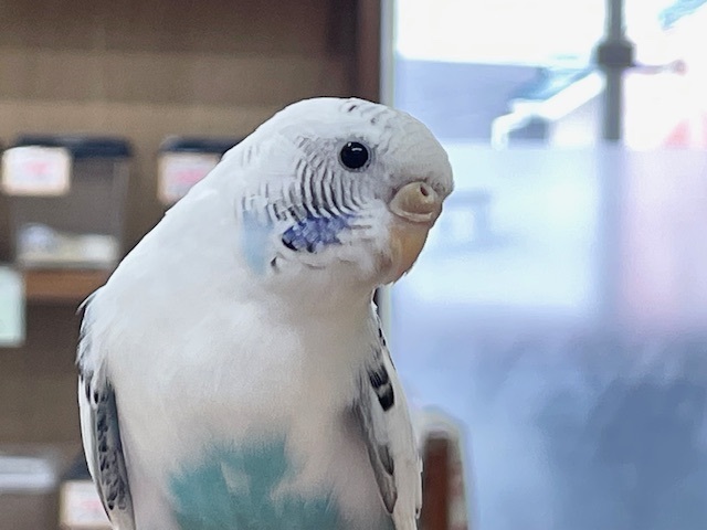 【☆最新画像更新☆】クッキークリームカラー⁉⁉⁉　セキセイインコ（白ハルクイン）