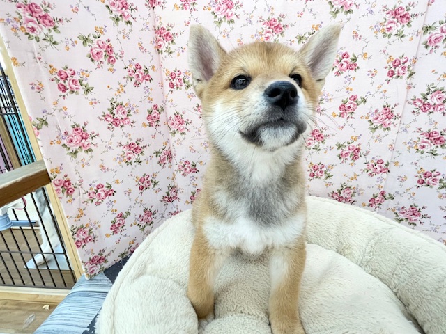 魅惑のもっちりボディ☆ 柴犬の女のコ 2025.11/7撮影 柴犬