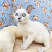 激☆甘えんボーイ!!　トンキニーズの男のコ　2025.11.1撮影