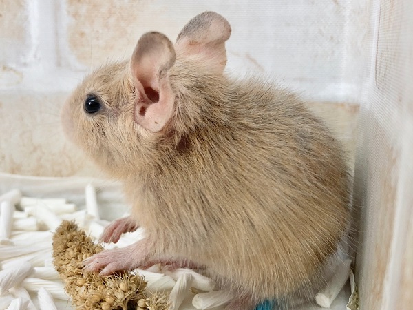 デグー(サンド) 男の子 久しぶりの人気カラーさんが来ました! デグー