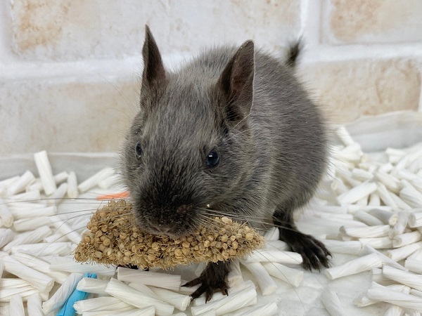 デグー(バイオレット) 男の子 ノンストップでぐいぐい行きます! デグー(バイオレット) 男の子 ノンストップでぐいぐい行きます!