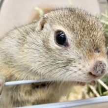 最新画像！リチャードソンジリス（女の子）　おいしいもののためならぐいぐいと！