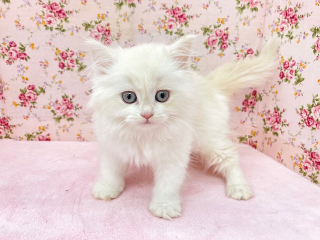 フワフワちゃん降臨☆ ミヌエットの女のコ 2025.11/16撮影 ミヌエット