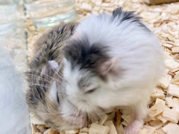 ロボロフスキーハムスター