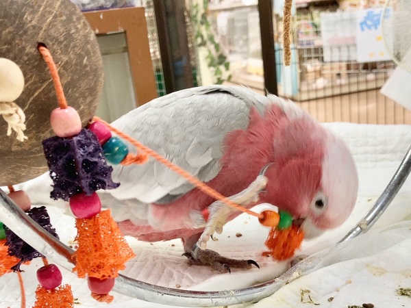 モモイロインコ