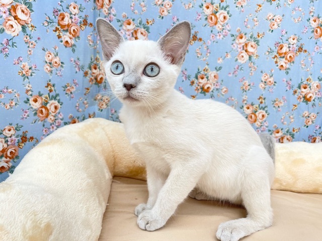 激☆甘えんボーイ!!　トンキニーズの男のコ　2025.11.1撮影