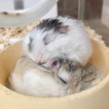 最新画像！ロボロフスキーハムスター　女の子　オラオラ＆マイペースの凸凹コンビ！