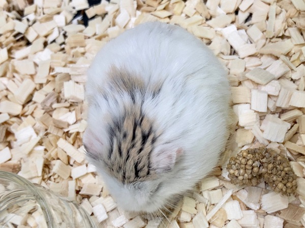 ロボロフスキーハムスター