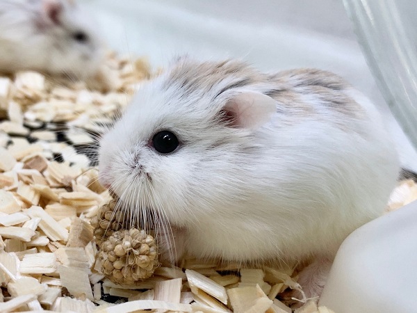 ロボロフスキーハムスター