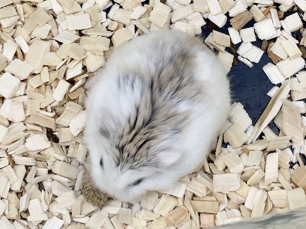 ロボロフスキーハムスター