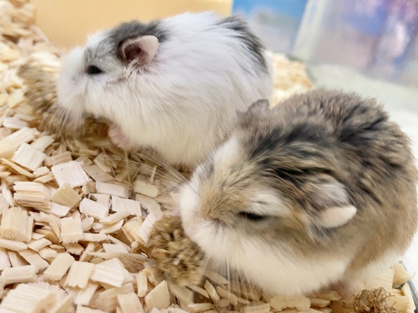 ロボロフスキーハムスター