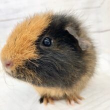 最新画像！テディモルモット（三色）　女の子　今日も元気にちょうだいアピール！