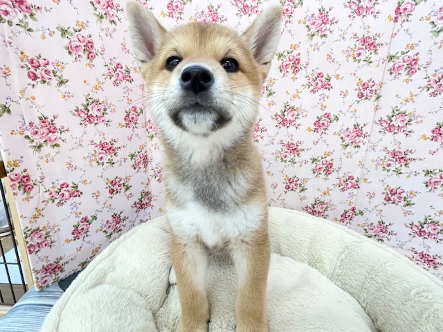 魅惑のもっちりボディ☆ 柴犬の女のコ 2025.11/7撮影 柴犬