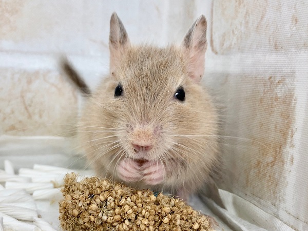 デグー(サンド) 男の子 久しぶりの人気カラーさんが来ました! デグー(サンド) 男の子 久しぶりの人気カラーさんが来ました!