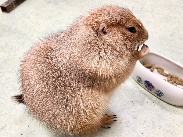 ちょっとだけ最新画像!プレーリードッグ(男の子) 人見知りするけど実は甘えん坊! プレーリードッグ