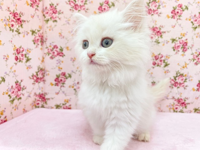 フワフワちゃん降臨☆ ミヌエットの女のコ 2025.11/16撮影 フワフワちゃん降臨☆ ミヌエットの女のコ 2025.11/16撮影