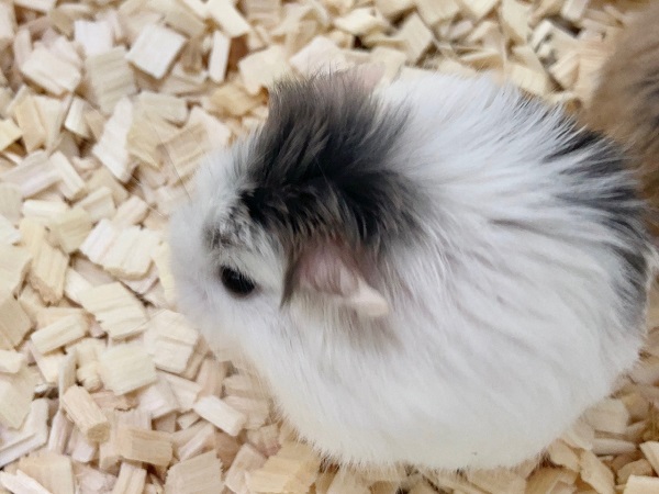 ロボロフスキーハムスター