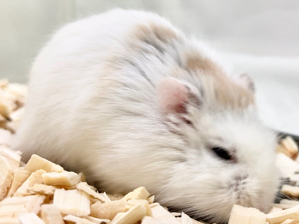 ロボロフスキーハムスター