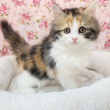 ミケネコ好き集まれー!!　サイベリアンの女のコ　2025.11/1撮影