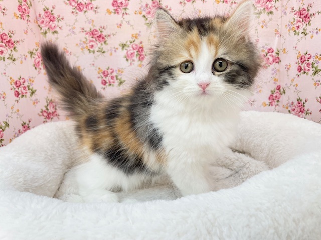 ミケネコ好き集まれー!!　サイベリアンの女のコ　2025.11/1撮影