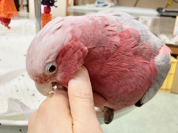 モモイロインコ