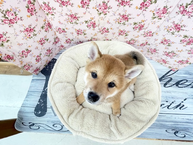 魅惑のもっちりボディ☆ 柴犬の女のコ 2025.11/7撮影 柴犬