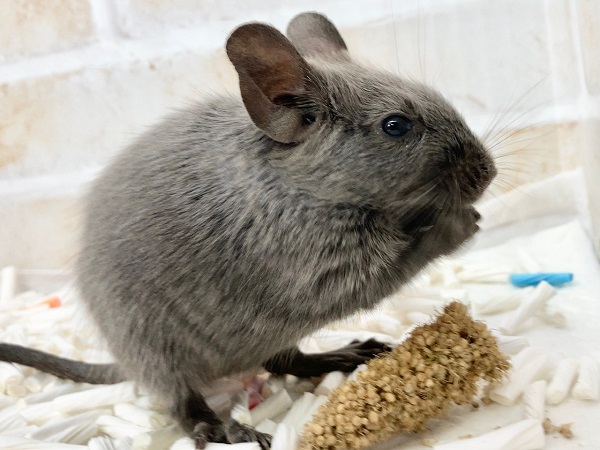 デグー(バイオレット) 男の子 ノンストップでぐいぐい行きます! デグー