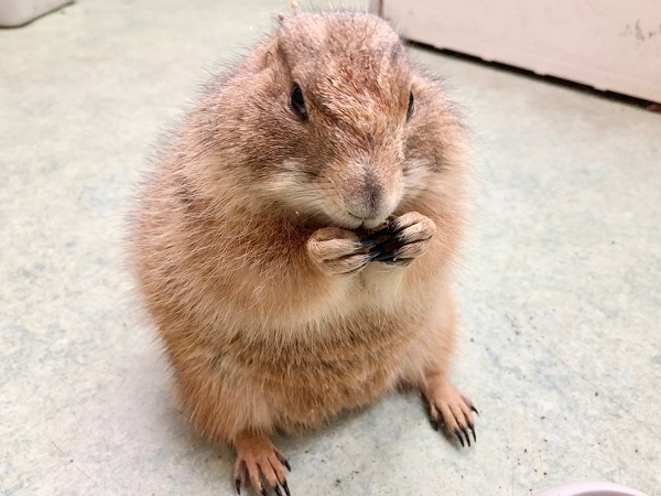 ちょっとだけ最新画像!プレーリードッグ(男の子) 人見知りするけど実は甘えん坊! プレーリードッグ