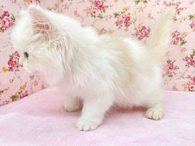 フワフワちゃん降臨☆ ミヌエットの女のコ 2025.11/16撮影 ミヌエット