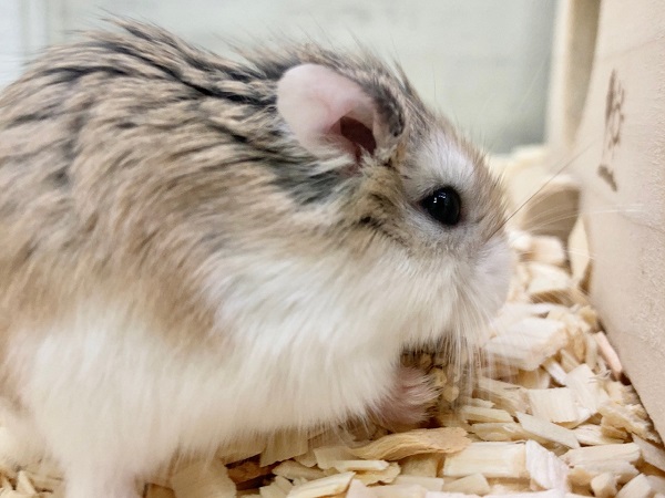 ロボロフスキーハムスター