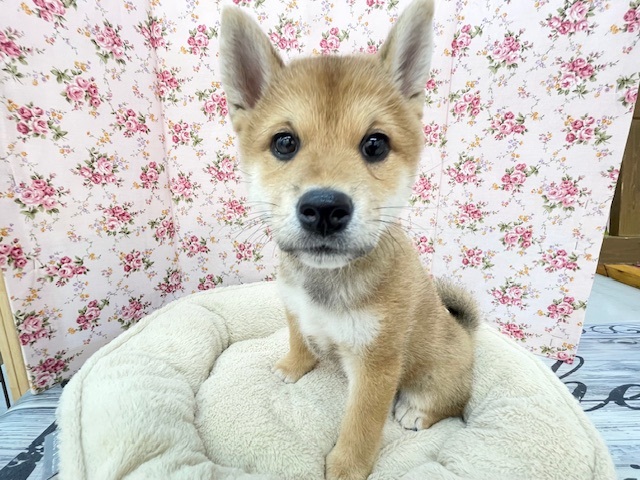 魅惑のもっちりボディ☆ 柴犬の女のコ 2025.11/7撮影 魅惑のもっちりボディ☆ 柴犬の女のコ 2025.11/7撮影