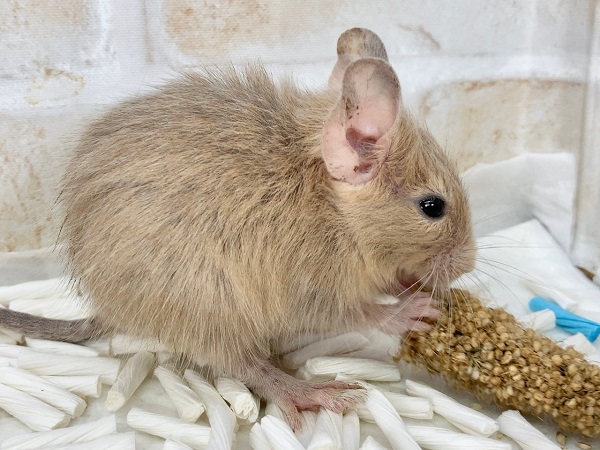 デグー(サンド) 男の子 久しぶりの人気カラーさんが来ました! デグー