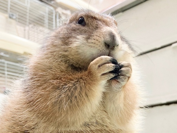 ちょっとだけ最新画像！プレーリードッグ（男の子）　人見知りするけど実は甘えん坊！