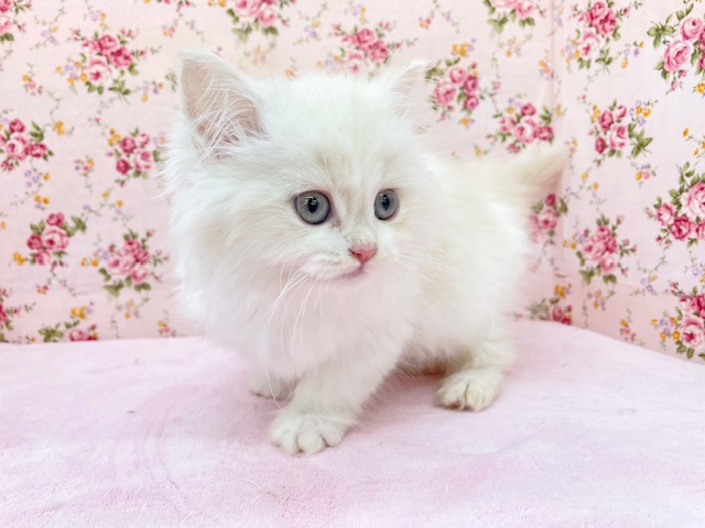 フワフワちゃん降臨☆ ミヌエットの女のコ 2025.11/16撮影 ミヌエット