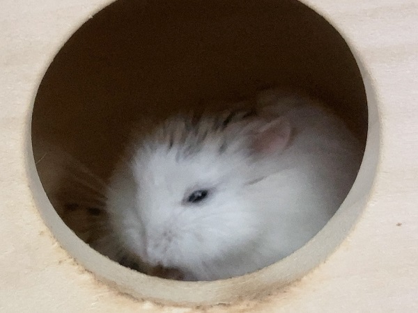 ロボロフスキーハムスター