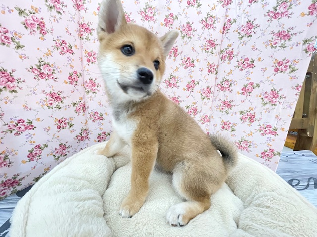 魅惑のもっちりボディ☆ 柴犬の女のコ 2025.11/7撮影 柴犬