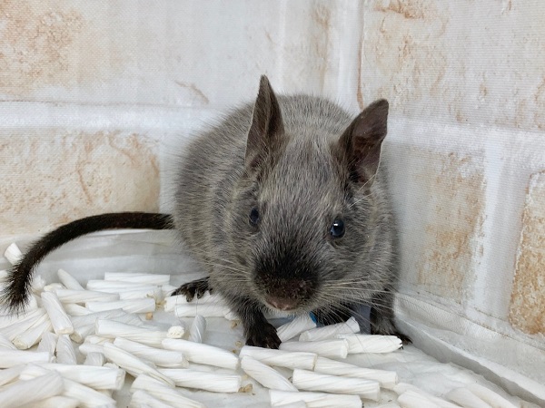 デグー(バイオレット) 男の子 ノンストップでぐいぐい行きます! デグー