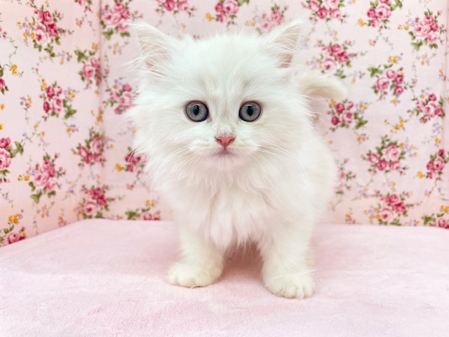 フワフワちゃん降臨☆ ミヌエットの女のコ 2025.11/16撮影 ミヌエット