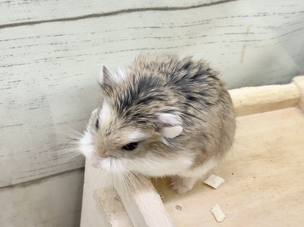 ロボロフスキーハムスター