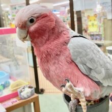 🌟最新画像🌟  モモイロインコ(女の子)　乗りたがりなBIGガール！一緒に遊んで～！